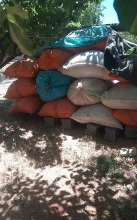 کاه عدس