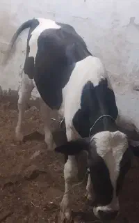 گوساله نر جنس خوب