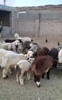 ۴۸ عدد بره نر تخت