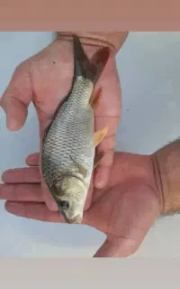 فروش بچه ماهی گرمابی بهترین نژاد