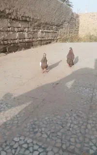 سینه ای کاکل عتیقه