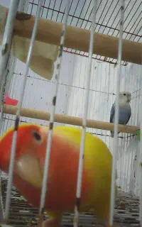 فروش کوتوله نر آشتی سخنگو