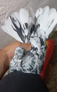 سرور نر