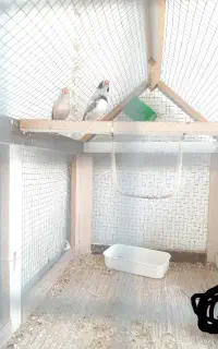 جفت فنچ بالغ