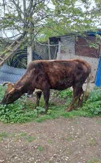 فروش گاو محلی آبستن