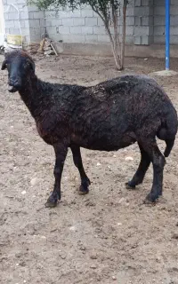 ماده