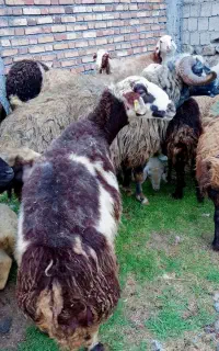 میش زاییده میش آبستن سنگین مایه کرده