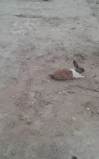 حیوانات