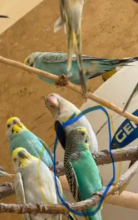 گمشده