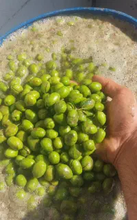 زیتون گوشتی
