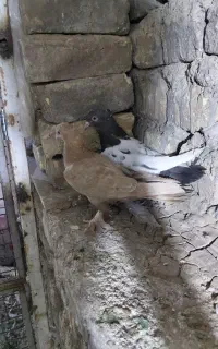 کفتر