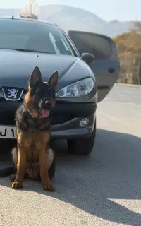 سگ‌ژرمن