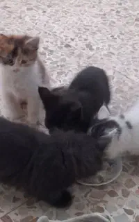 گربه واگذار