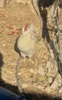 خروس ابری ریش پاکر