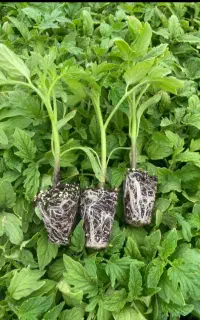 انواع نشا صیفیجات گوجه بادمجان فلفل و...