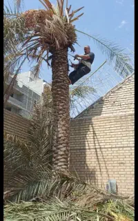 قطع نخل بریدن نخل هرس تمیز سم پاشی انواع درخت