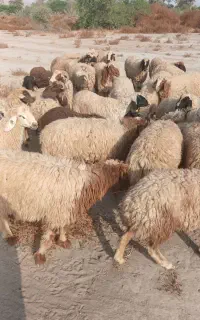 بره قوچ