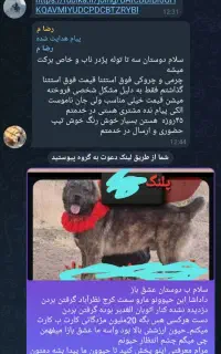 گمشده