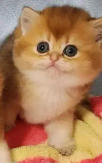 +/مجموعه cat ایران کتز ( تمیز وشیک)گر به