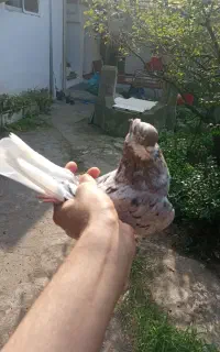 کبوتر ۷ رنگ غریب