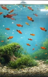 فروش ماهی پلاتی بالغ و سالم