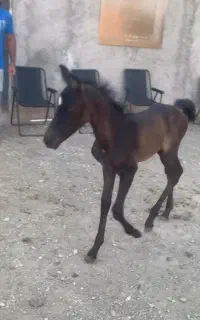 کره اسب مادیان اصیل سر و دم گیر مشکی ۴ ماهه