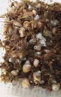 حلزون اچاتینا