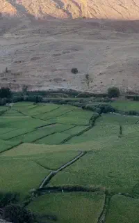 برنج ضیغمی