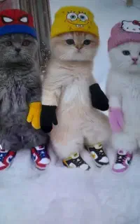 عروس هلندی باقفس