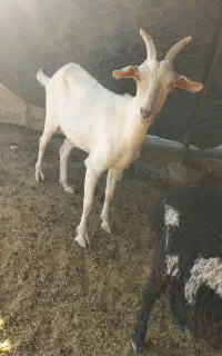 بزسانن