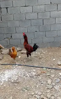 مرغ و خروس