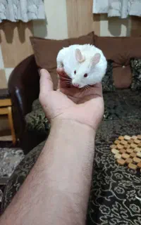 همستر بالانه کاملاً دستی وتمیزوآرام