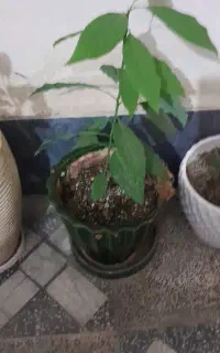 نهال آواکادو