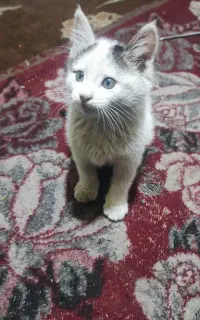 گربه