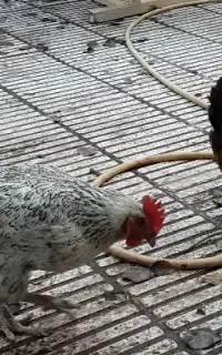 خروس ومرغ