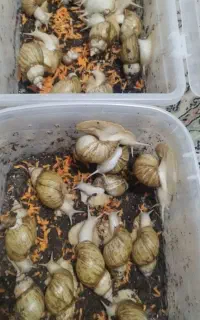 حلزون آلبینو