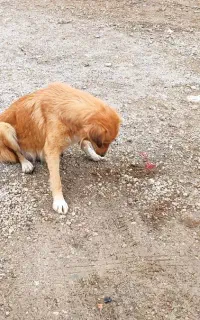 سگ نگهبان با توله