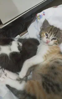 بچه گربه