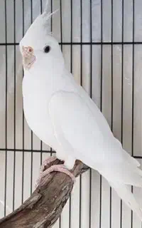 عروس هلندی گمشده سفید