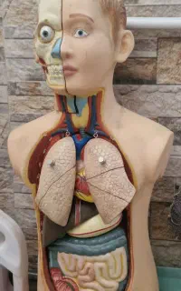 نیم تن انسان آموزشی