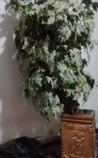 درخت طرح هخامنش