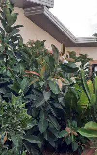 درخت فیکوس