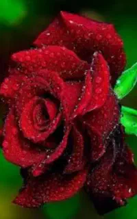 زوج برای سرایدار