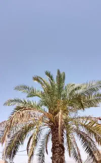 کاشت نخل زمین از شما آبپخش
