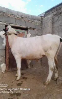 گوساله‌نر