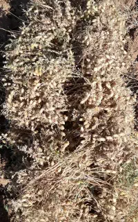 چندنفر همکار برای چیدن نخود نیازمندیم.