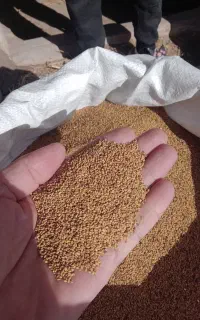 بذر یونجه پایه بلند تضمینی