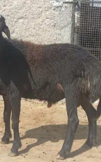 قوچ غزل افشار