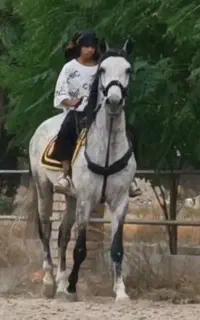 اسب. سیلمی. عرب زیبا