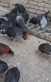 جوجه بوقلمون